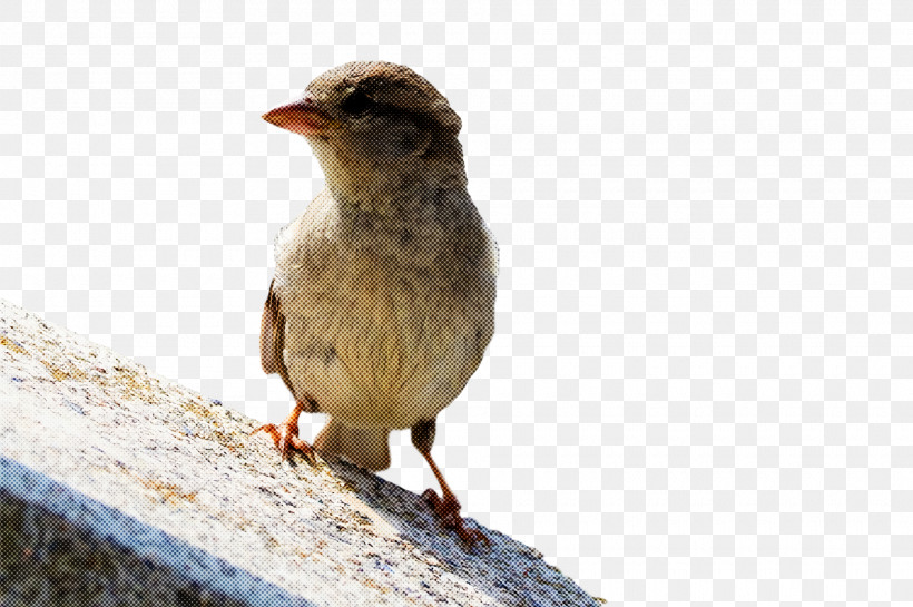 Bird, PNG, 1920x1278px, Bird, Beak, Finch, House Sparrow, Perching Bird Download Free