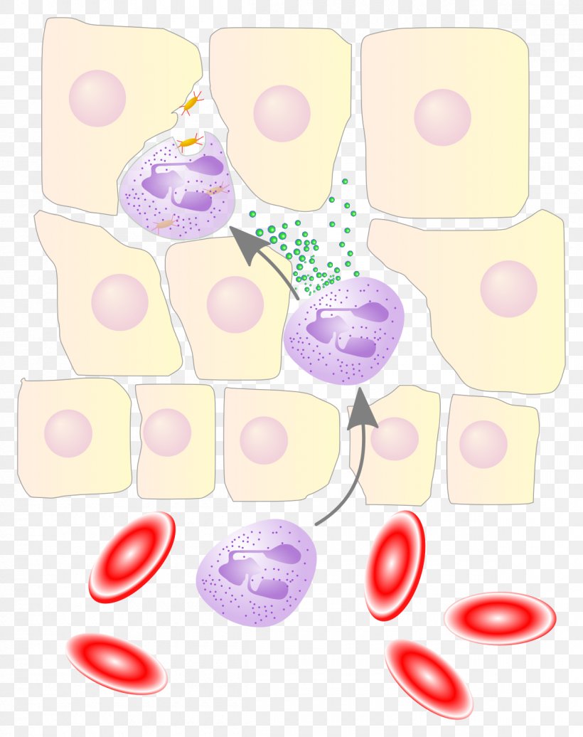 Neutrophil Chemotaxis Leukocyte Extravasation Interleukin 8 White Blood Cell, PNG, 1200x1517px, Neutrophil, Cell, Chemotaxis, Cytokine, Endothelium Download Free