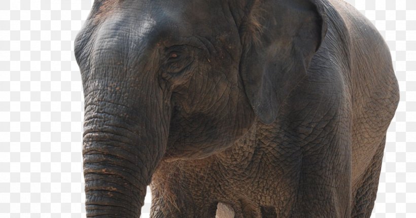 Indian Elephant African Elephant Wildlife Elephantidae, PNG, 1200x630px, Indian Elephant, African Elephant, Animal, Elephant, Elephantidae Download Free