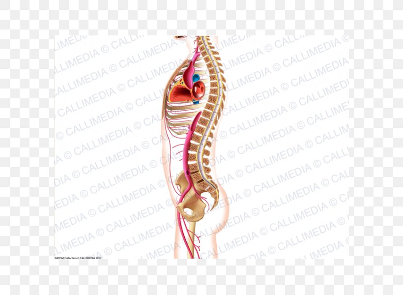 Shoulder Anatomy Physiology Angiology Arm, PNG, 600x600px, Watercolor, Cartoon, Flower, Frame, Heart Download Free