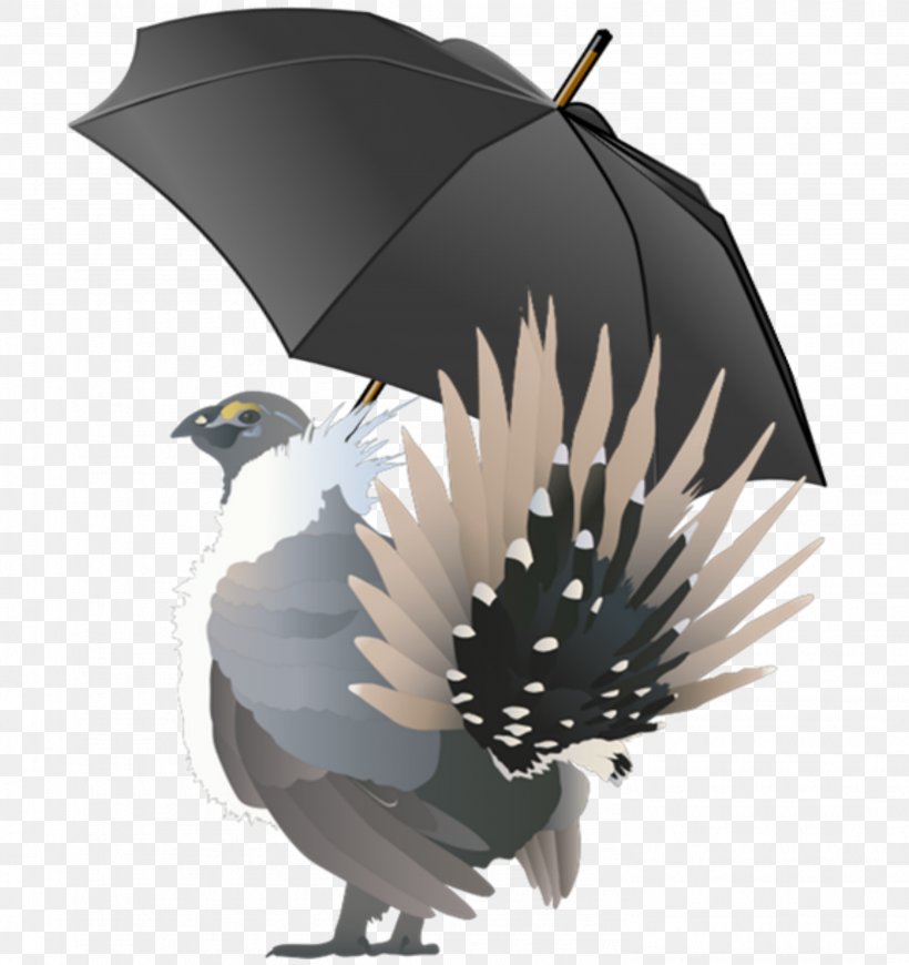 Bird Umbrella Species Greater Sage-grouse, PNG, 2964x3147px, Bird, Beak, Bird Of Prey, Conservation, Conservation Movement Download Free