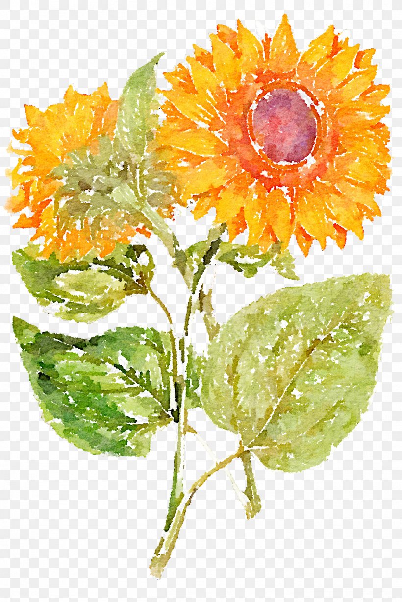 Common Sunflower, PNG, 1366x2048px, Common Sunflower, Blume, Calendula, Cut Flowers, Dahlia Download Free