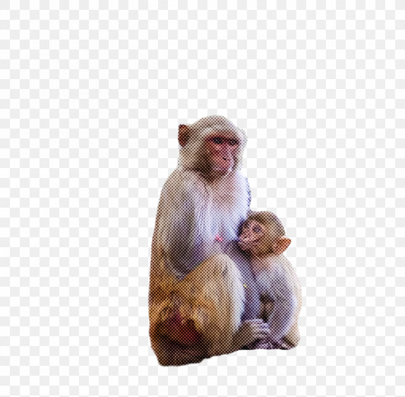 Macaques Old World Monkeys World Science Biology, PNG, 1306x1280px, Macaques, Biology, Old World Monkeys, Science, World Download Free