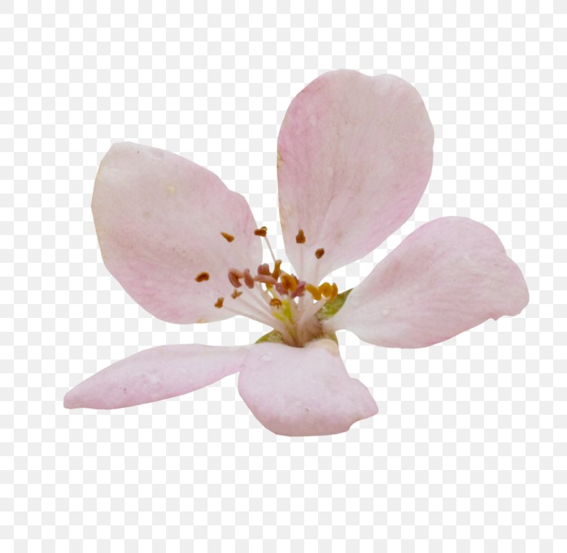 Moth Orchids Cherry Blossom Petal ST.AU.150 MIN.V.UNC.NR AD, PNG, 800x800px, Moth Orchids, Blossom, Cherry, Cherry Blossom, Flower Download Free