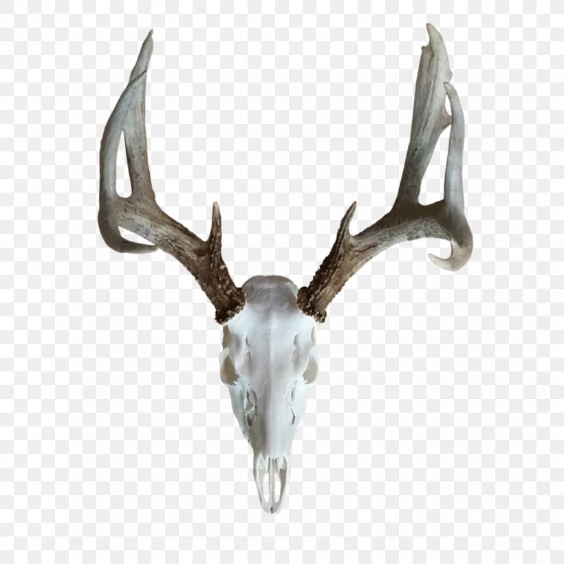 Reindeer Elk Antler Horn, PNG, 1030x1030px, Deer, Antler, Beetle, Beetlejuice, Elk Download Free