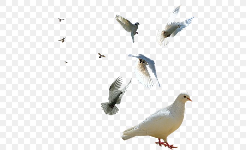Rock Dove Columbidae Bird Swallow Squab, PNG, 500x500px, Rock Dove, Beak, Bird, Columbidae, Fauna Download Free