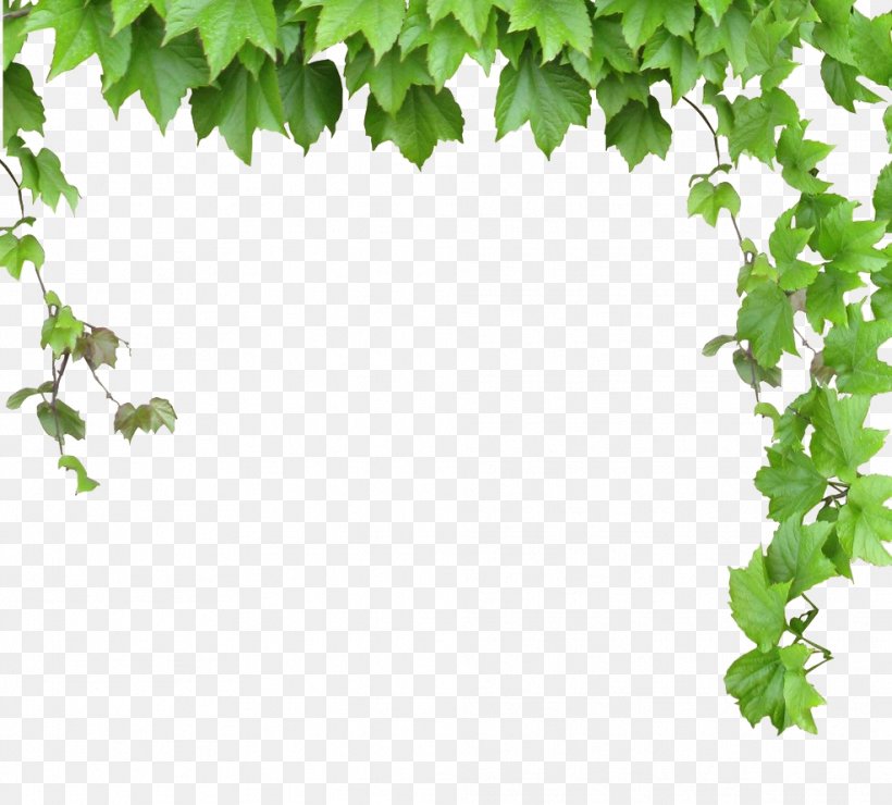 Vine Computer File, PNG, 986x890px, Vine, Branch, Data, Grass, Green Download Free