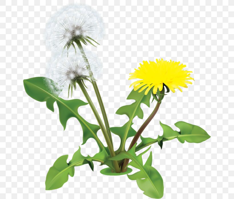 Common Dandelion Flower Drawing Clip Art, PNG, 658x700px, Common Dandelion, Annual Plant, Common Daisy, Daisy, Daisy Family Download Free