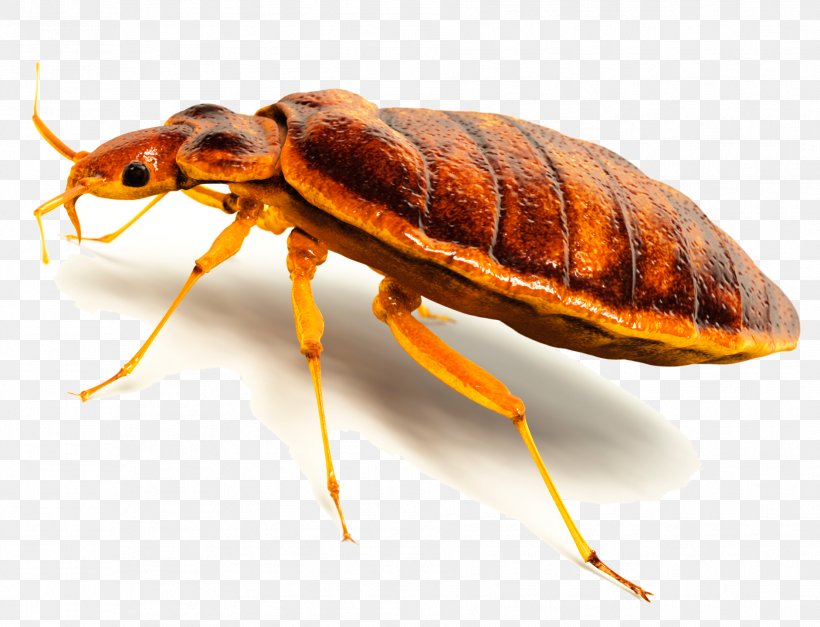 Insect Cockroach Termite Bed Bug Rodent, PNG, 1882x1440px, Insect, Arthropod, Bed Bug, Bed Bug Bite, Bed Bug Control Techniques Download Free