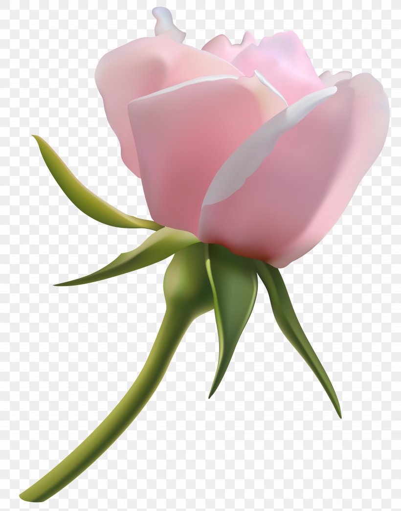 Rose Pink Bud Clip Art, PNG, 7506x9568px, Rose, Bud, Color, Cut Flowers, Flower Download Free