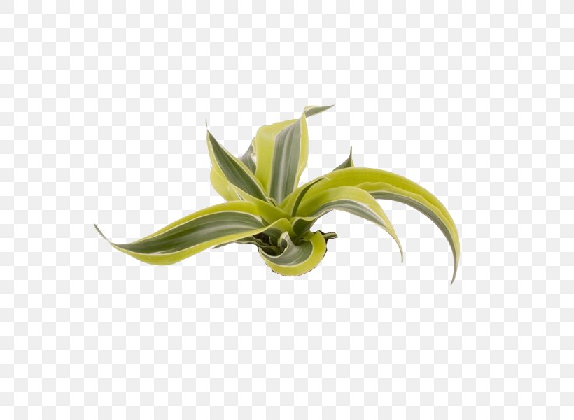 Dracaena Fragrans Dragon Tree Plant Stem Embryophyta, PNG, 600x600px, Dracaena Fragrans, Agave, Apartment, Bedroom, Dracaena Download Free
