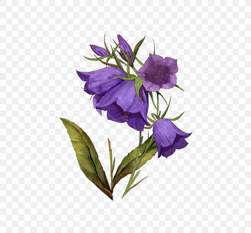 Violet Bellflower Herbaceous Plant Plant Stem Plants, PNG, 472x760px, Violet, Bellflower, Bellflower Family, Flora, Flower Download Free