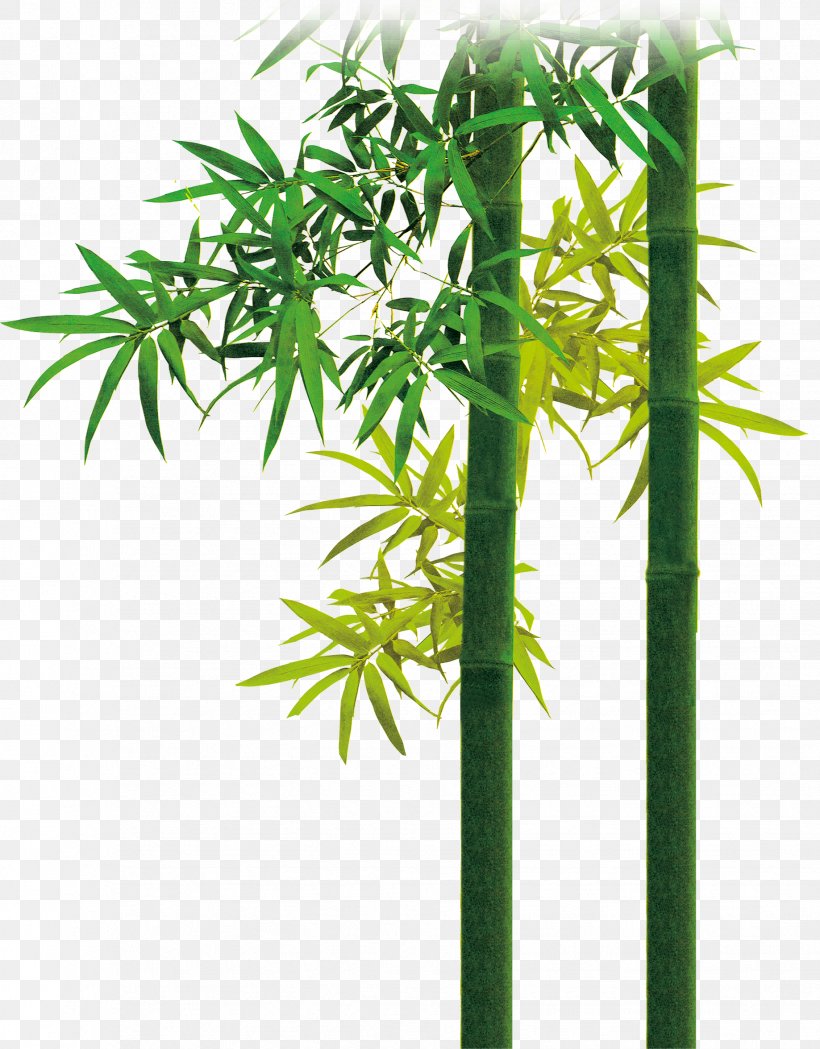 Bamboo, PNG, 1837x2351px, Bamboo, Cannabis, Flowerpot, Grass, Hemp Download Free