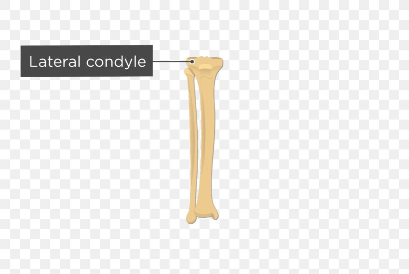 Lateral Condyle Of Tibia Fibula Medial Condyle Of Tibia Anatomy, PNG, 745x550px, Tibia, Anatomy, Bone, Bone Fracture, Condyle Download Free