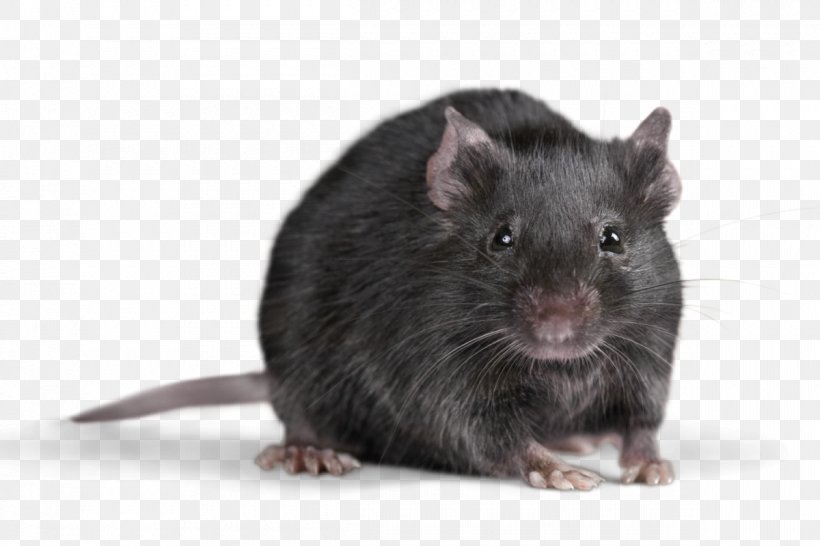 Rat Mouse Rodent Cockroach Insect, PNG, 1200x800px, Rat, Bed Bug, Cockroach, Fauna, Gerbil Download Free