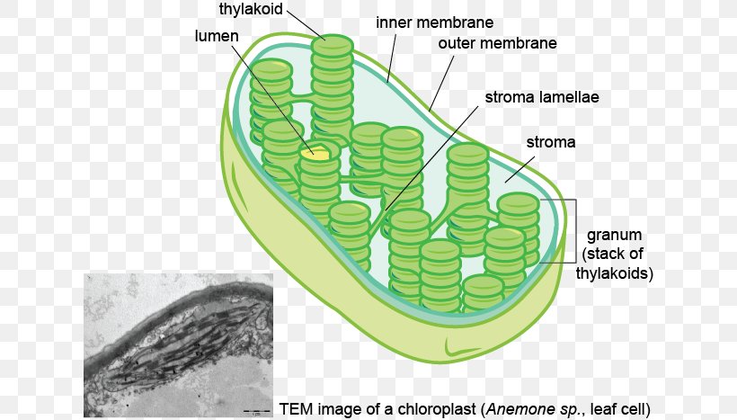 Thylakoid Chloroplast Membrane Stroma Granum, PNG, 634x467px, Thylakoid, Area, Biological Membrane, Cell, Cell Membrane Download Free