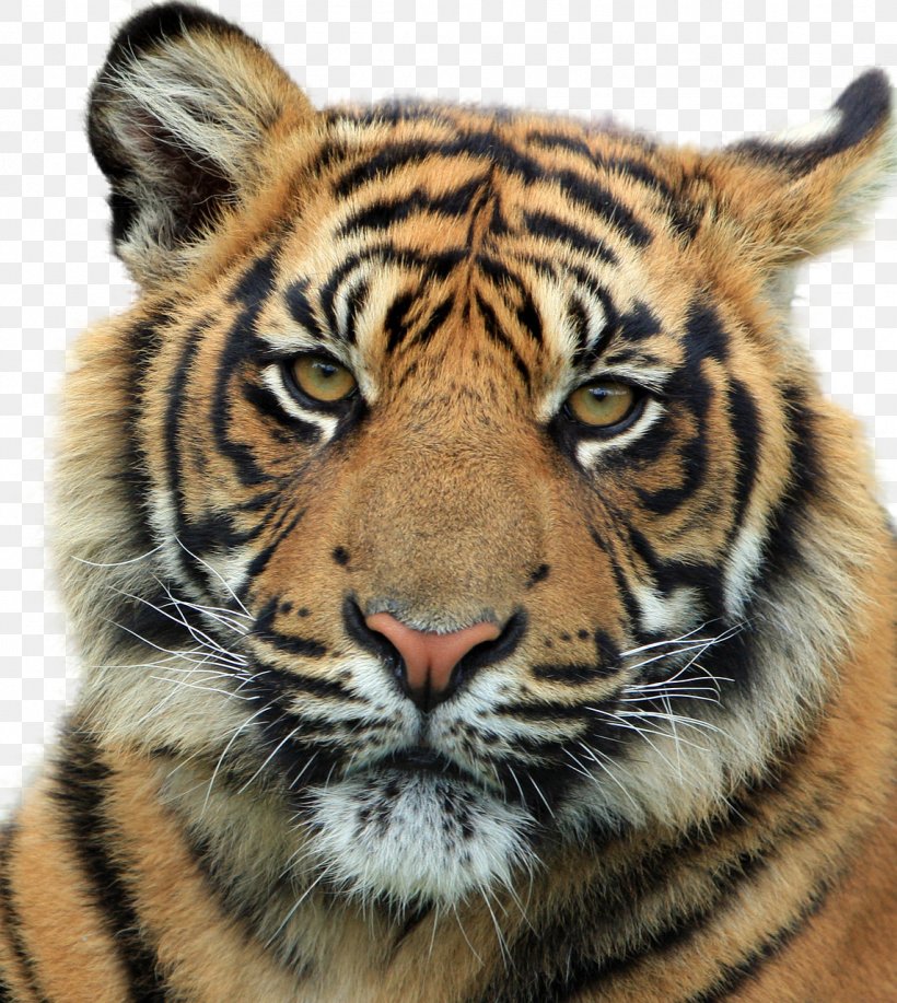 Felidae Wildcat Siberian Tiger Bengal Tiger, PNG, 1144x1280px, Felidae, Animal, Bengal Tiger, Big Cat, Big Cats Download Free