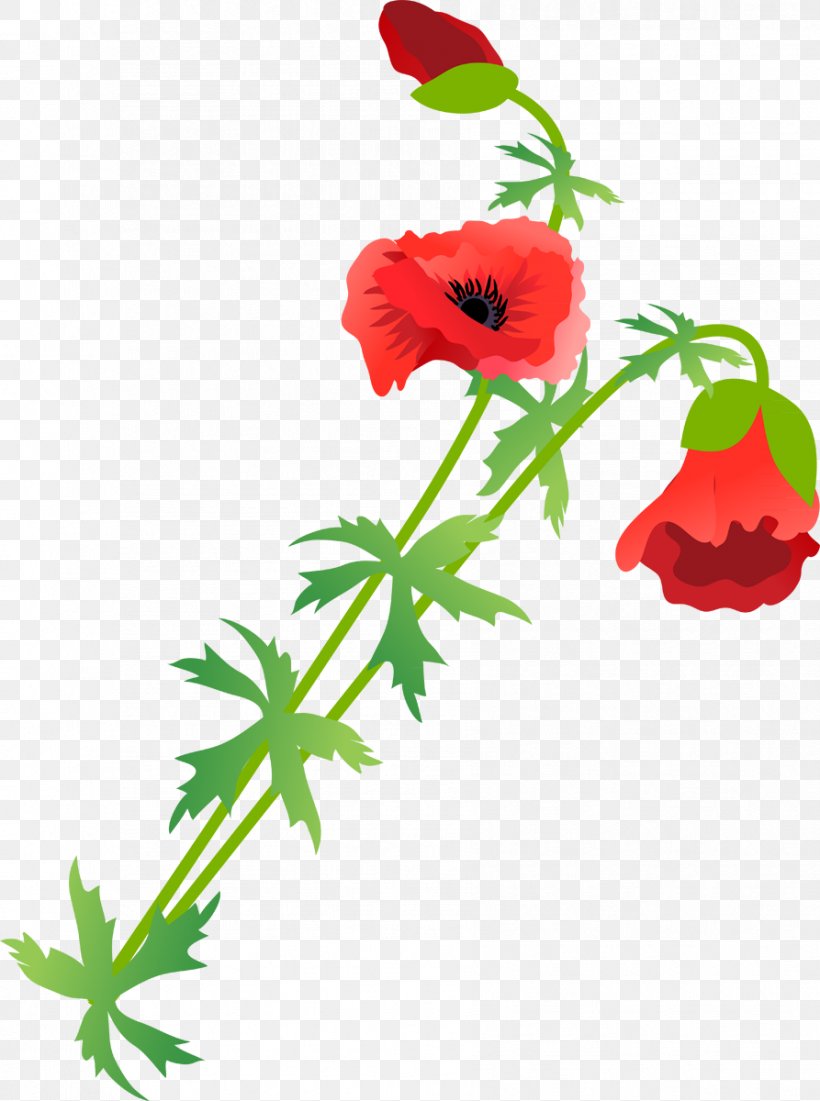 Flowering Plant Poppy Clip Art, PNG, 893x1200px, Flower, Blume, Common Poppy, Coquelicot, Cut Flowers Download Free
