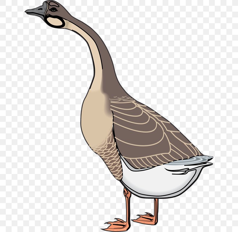 Goose Ganso Duck Bird Clip Art, PNG, 651x800px, Goose, Animal, Animal Husbandry, Beak, Bird Download Free