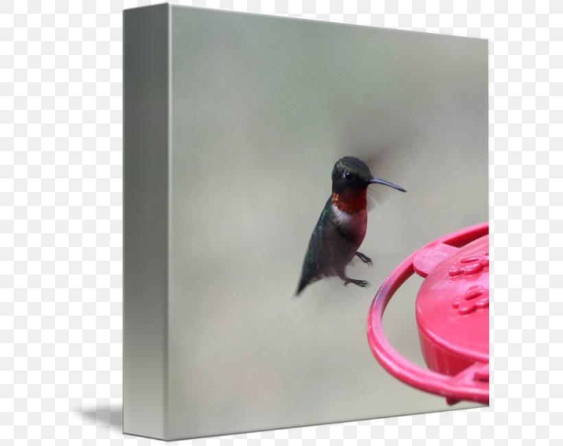 Hummingbird M Beak, PNG, 621x650px, Hummingbird M, Beak, Bird, Hummingbird, Pollinator Download Free