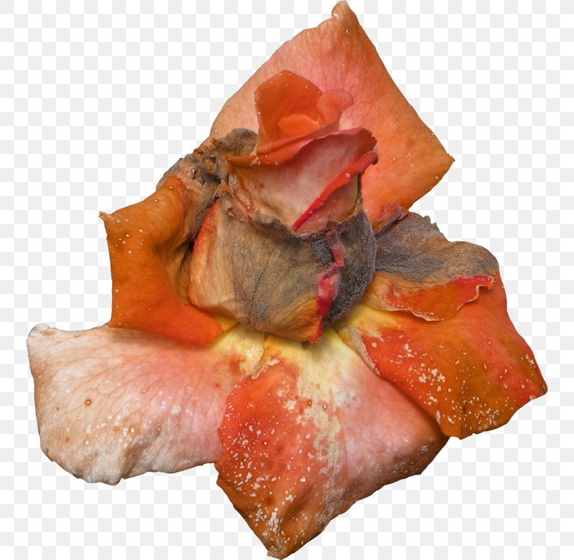 Pig's Ear, PNG, 746x800px, Watercolor, Cartoon, Flower, Frame, Heart Download Free