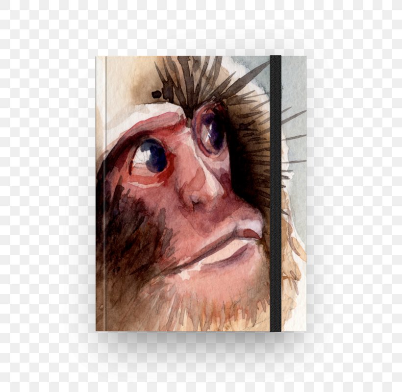 Snout Portrait Close-up Monkey, PNG, 800x800px, Snout, Closeup, Face, Head, Monkey Download Free