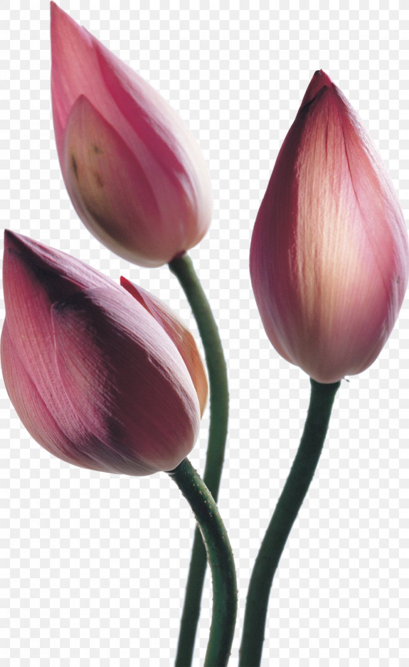 Nelumbo Nucifera Lotus Seed Flower Clip Art, PNG, 919x1500px, Nelumbo Nucifera, Bud, Flower, Flowering Plant, Gratis Download Free