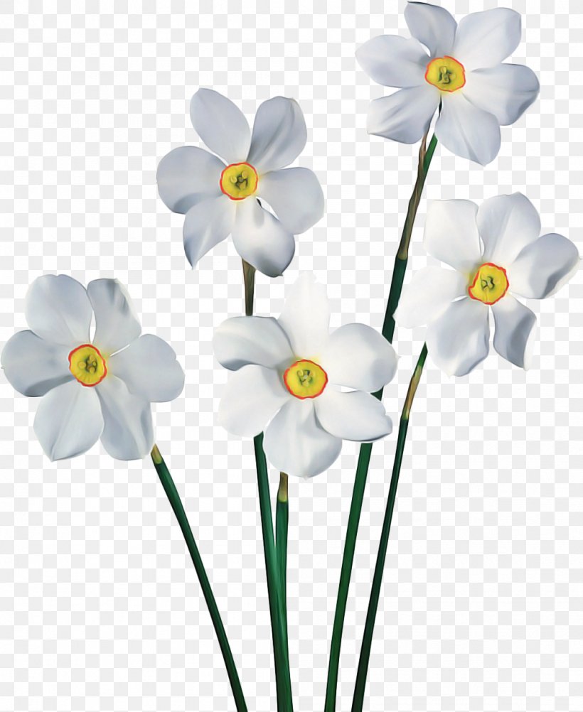 White Lily Flower, PNG, 1047x1280px, Daffodil, Amaryllis Family, Artificial Flower, Common Daisy, Cut Flowers Download Free