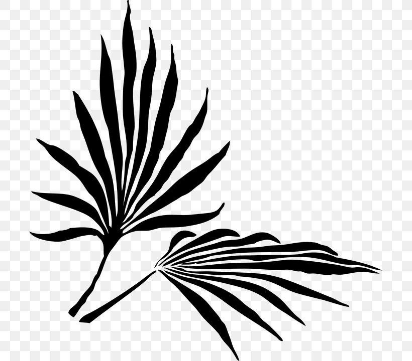 Arecaceae Palm Branch Frond Clip Art, PNG, 703x720px, Arecaceae, Arecales, Artwork, Black And White, Branch Download Free