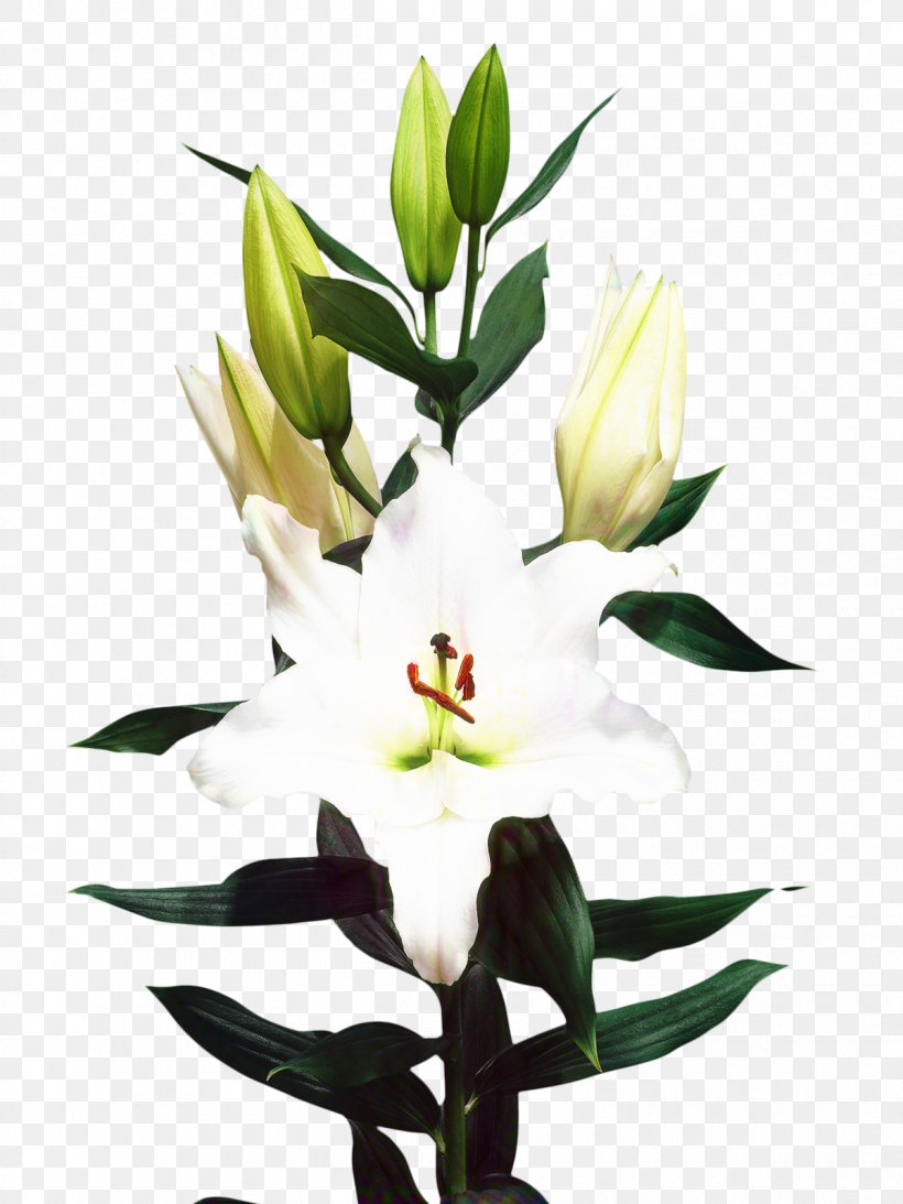 Madonna Lily Cut Flowers Floristry Bulb, PNG, 1200x1600px, Madonna Lily, Artificial Flower, Botany, Bulb, Cut Flowers Download Free