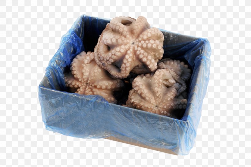 Octopus Squid Product Cephalopod Cuttlefishes, PNG, 900x600px, Octopus, Box, Cephalopod, Cuttlefishes, Flower Download Free