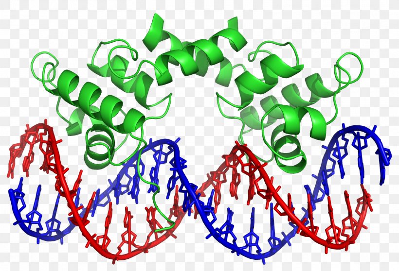 Transcription Factor DNA-binding Domain DNA-binding Protein, PNG, 1569x1068px, Watercolor, Cartoon, Flower, Frame, Heart Download Free