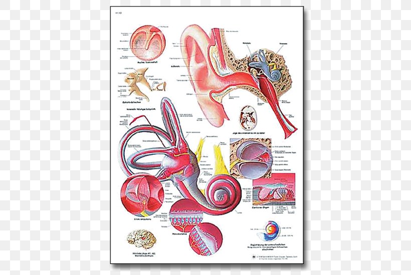Diseases Of The Middle Ear 3B Scientific Human Anatomy, PNG, 550x549px, Watercolor, Cartoon, Flower, Frame, Heart Download Free