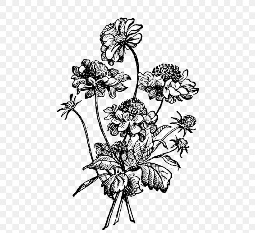 Drawing, PNG, 500x750px, Drawing, Art, Artwork, Black And White, Cut Flowers Download Free
