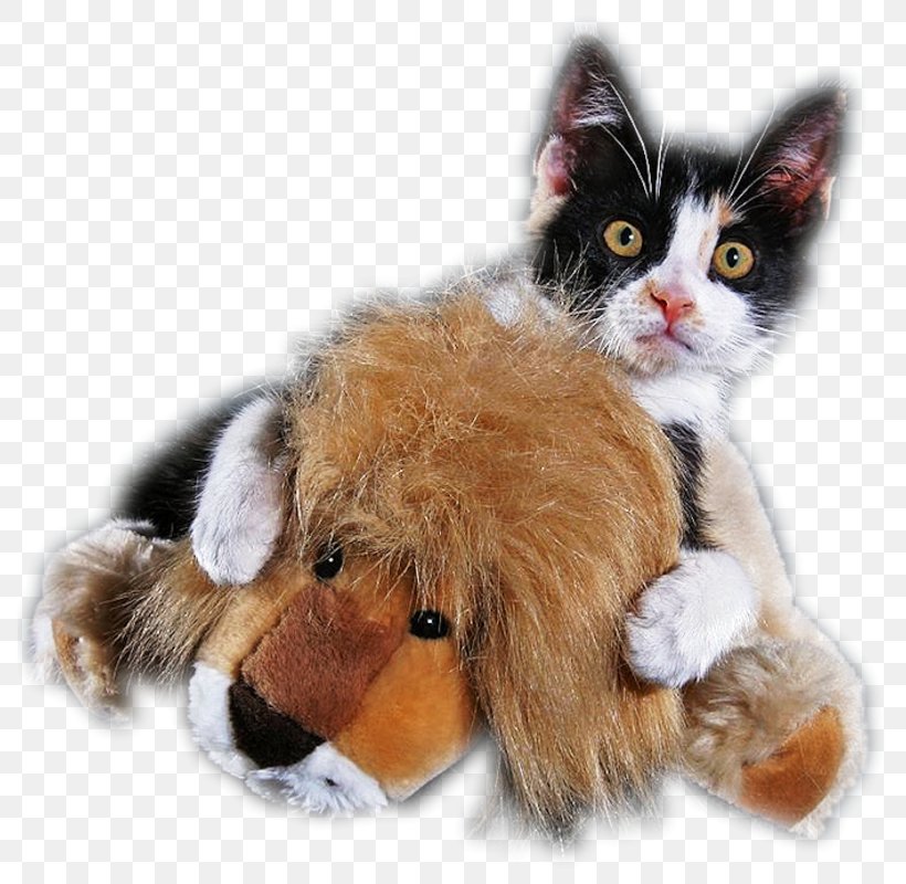 Kitten Whiskers Puppy Cat Dog, PNG, 800x800px, Kitten, Animal, Blog, Breed, Carnivoran Download Free