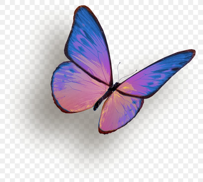 Butterfly Insect Clip Art, PNG, 800x735px, Butterfly, Butterflies And Moths, Color, Insect, Invertebrate Download Free