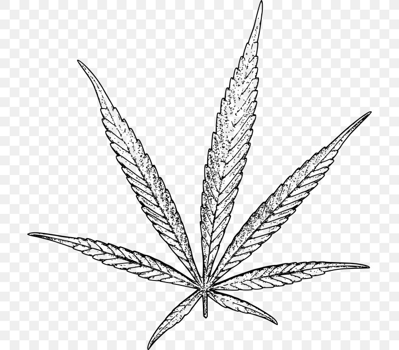 Cannabidiol Effects Of Cannabis Hash Oil Medical Cannabis, PNG, 708x720px, Cannabidiol, Black And White, Cannabinoid, Cannabis, Cannabis Sativa Download Free