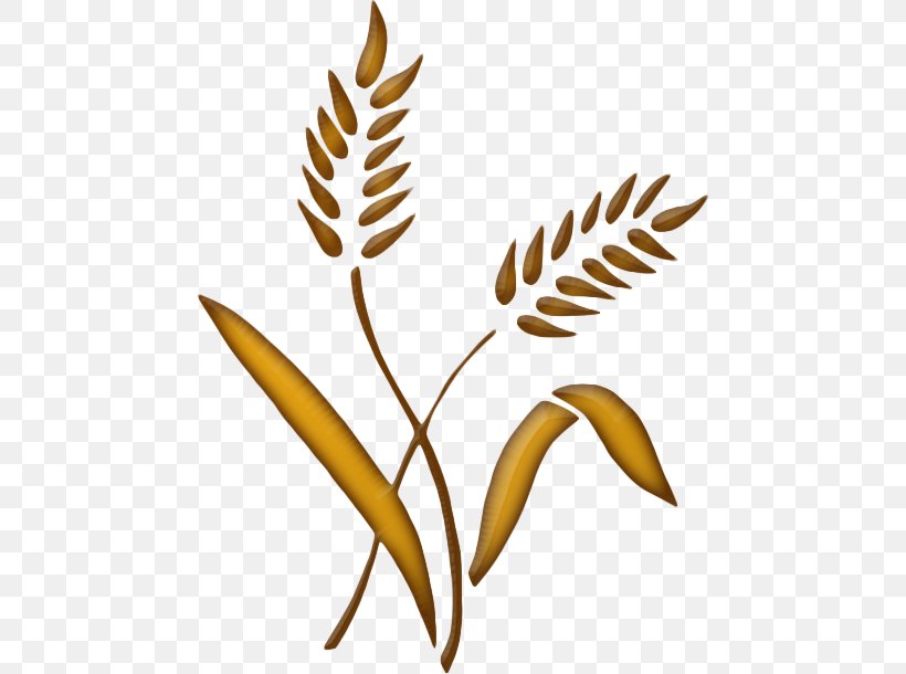 Ear Wheat Aartje Flower Rye Bread, PNG, 464x610px, Ear, Aartje, Artikel, Artwork, Barleys Download Free