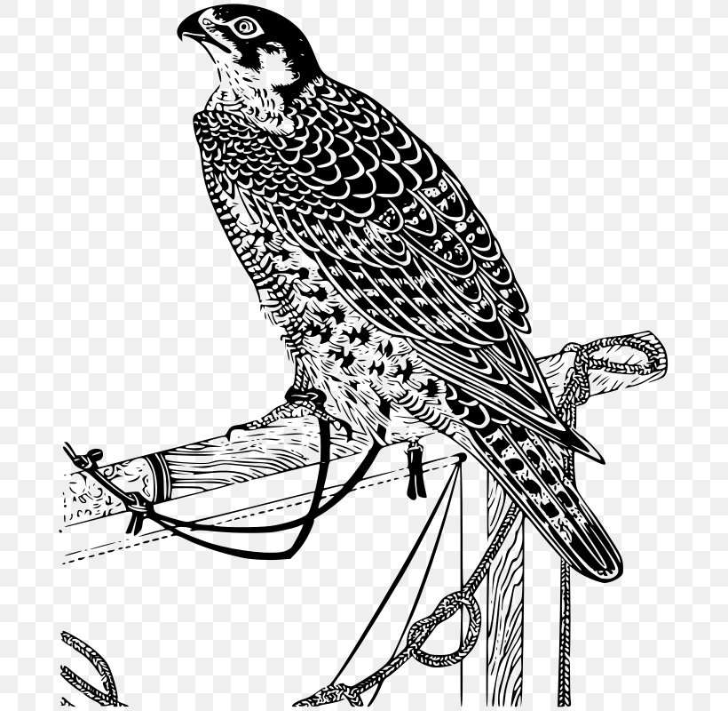 Falcon Clip Art, PNG, 693x800px, Falcon, Art, Beak, Bird, Bird Of Prey Download Free