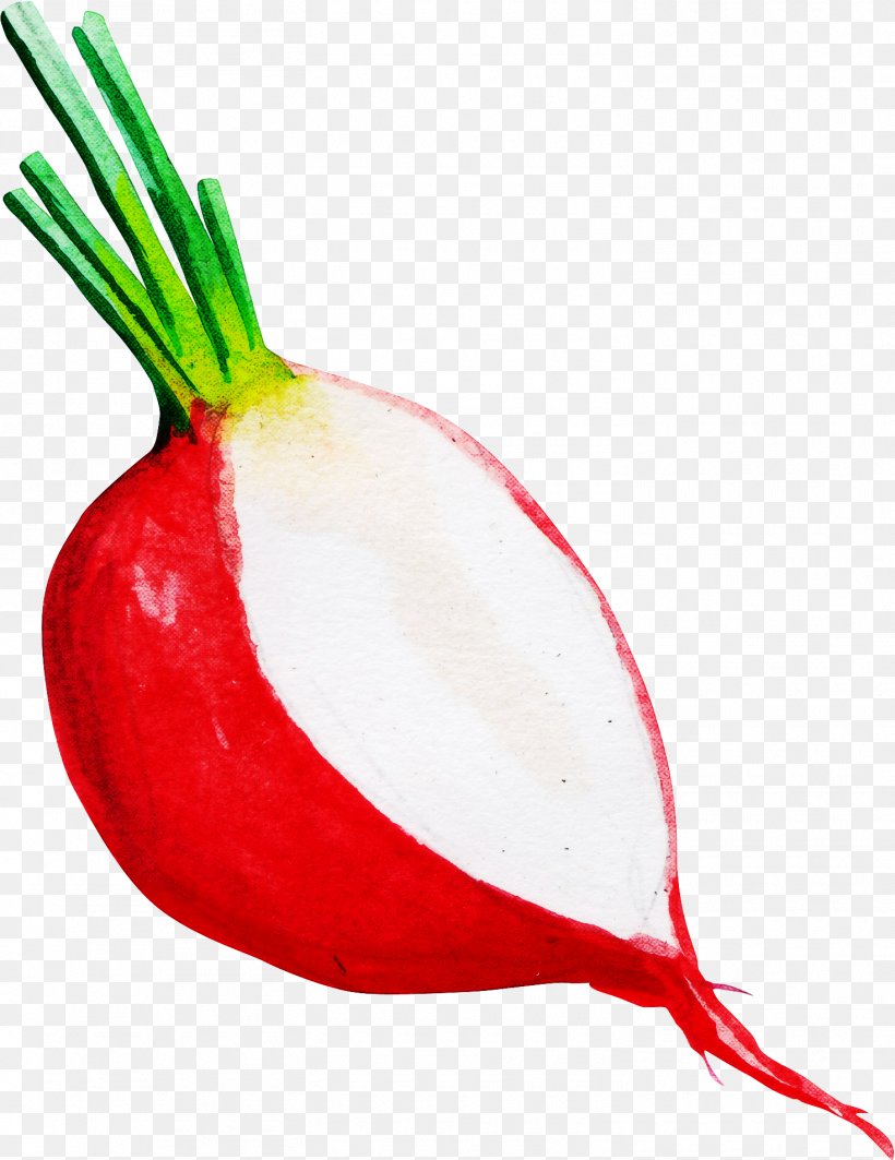 Onion Cartoon, PNG, 1470x1906px, Beetroot, Allium, Beet, Food, Fruit Download Free