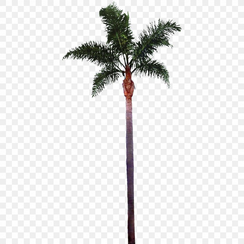 Tree Arecaceae Clip Art, PNG, 1600x1600px, Tree, Areca Palm, Arecaceae, Arecales, Borassus Flabellifer Download Free