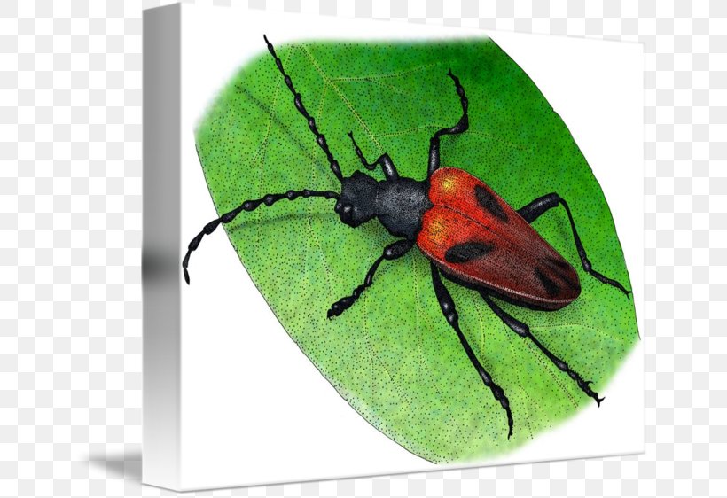 Beetle Drawing Art Illustrator, PNG, 650x562px, Beetle, Art, Arthropod, Biological Illustration, Drawing Download Free