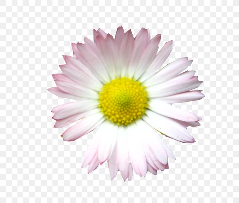 Common Daisy Oxeye Daisy Marguerite Daisy Chrysanthemum Transvaal Daisy, PNG, 639x699px, Common Daisy, Annual Plant, Aster, Chrysanthemum, Chrysanths Download Free