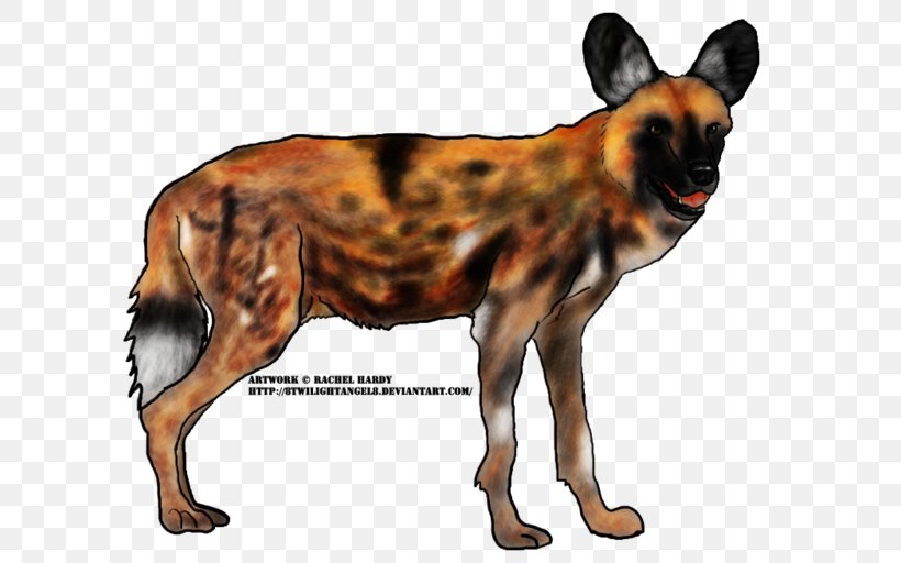Dog Breed Dhole African Wild Dog South African Cheetah, PNG, 600x512px, Dog Breed, African Wild Dog, Amur Leopard, Breed, Carnivoran Download Free