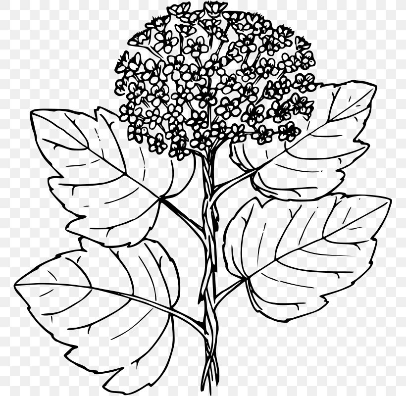 Ninebark Floral Design Physocarpus Malvaceus Line Art Clip Art, PNG, 766x800px, Watercolor, Cartoon, Flower, Frame, Heart Download Free