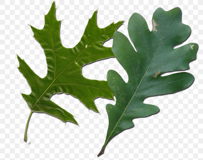 Northern Red Oak White Oak Leaf Quercus Coccinea Tree, PNG, 1455x1149px, Northern Red Oak, Bark, Ceratocystis Fagacearum, English Oak, Leaf Download Free