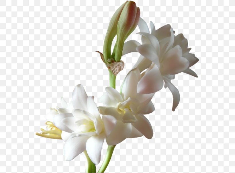 Perfume Essential Oil Scentsy Tuberose Flower, PNG, 575x603px, Perfume, Air Freshener, Aroma Compound, Bud, Candle Download Free