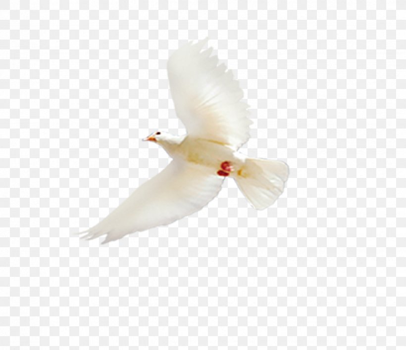 Bird White Columba, PNG, 2447x2113px, Bird, Beak, Columba, Feather, Water Bird Download Free