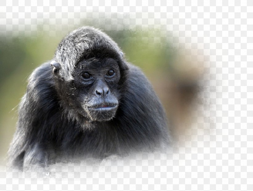 Common Chimpanzee Nortica Western Gorilla Arctic 1 Slingerapeneiland, PNG, 830x630px, 4d Film, Common Chimpanzee, Chimpanzee, Emmen, Fauna Download Free