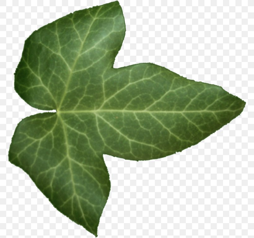 Common Ivy Leaf Alpha Compositing, PNG, 772x768px, 3d Computer Graphics, Common Ivy, Alpha Compositing, Blender, Ivy Download Free